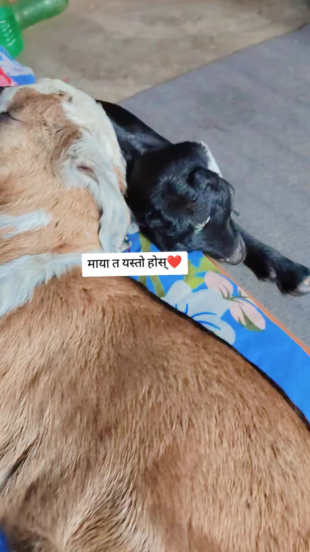 @Laxmi❤️Rabindra ❤️🫂