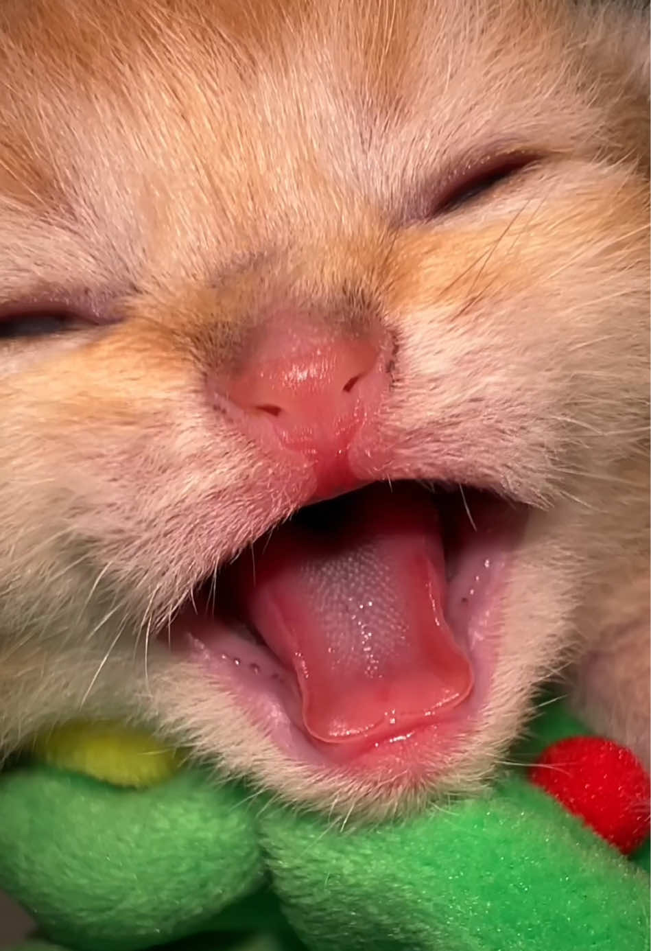 @Soothing Cats😻