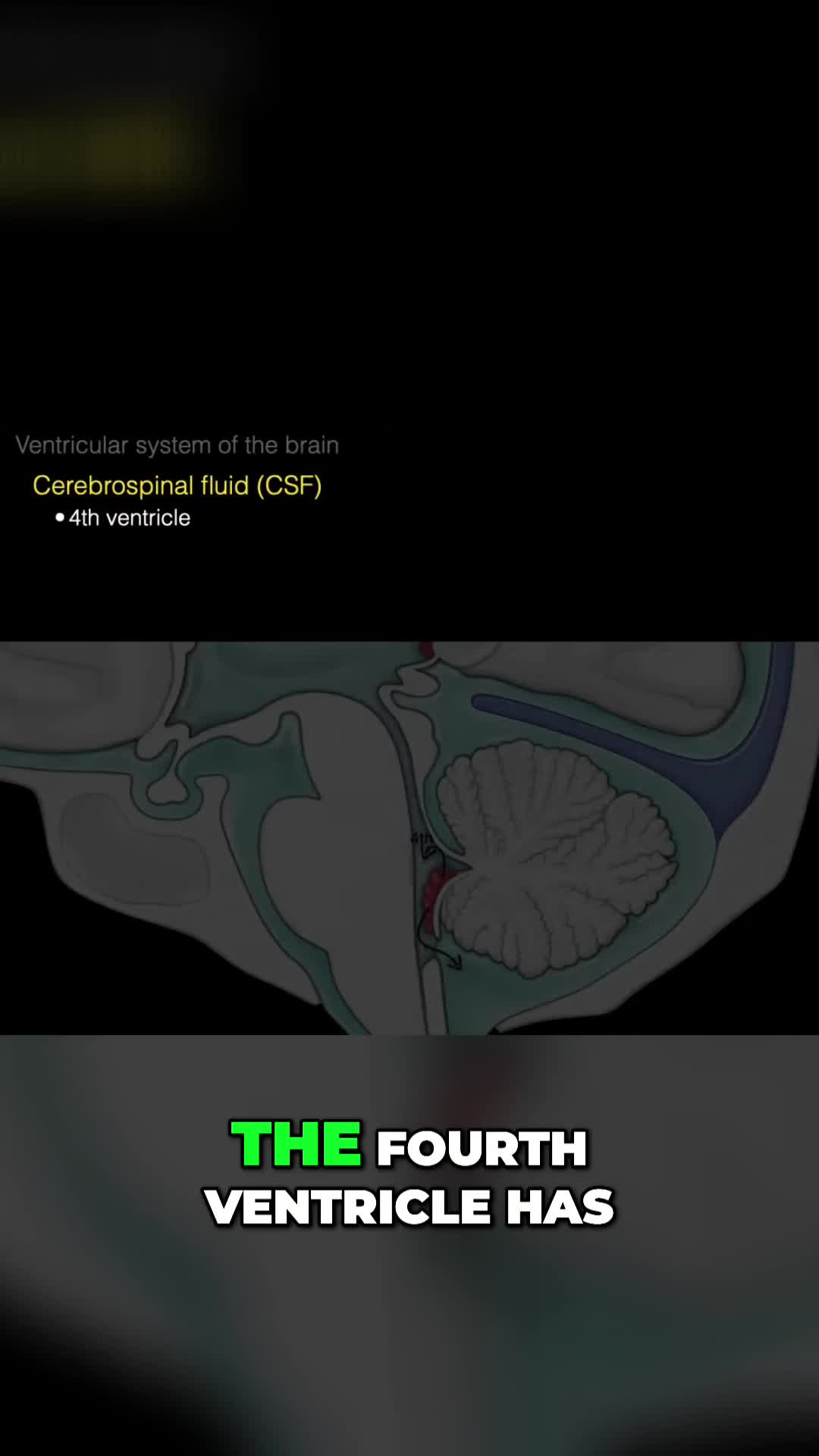 @The Noted Anatomist
