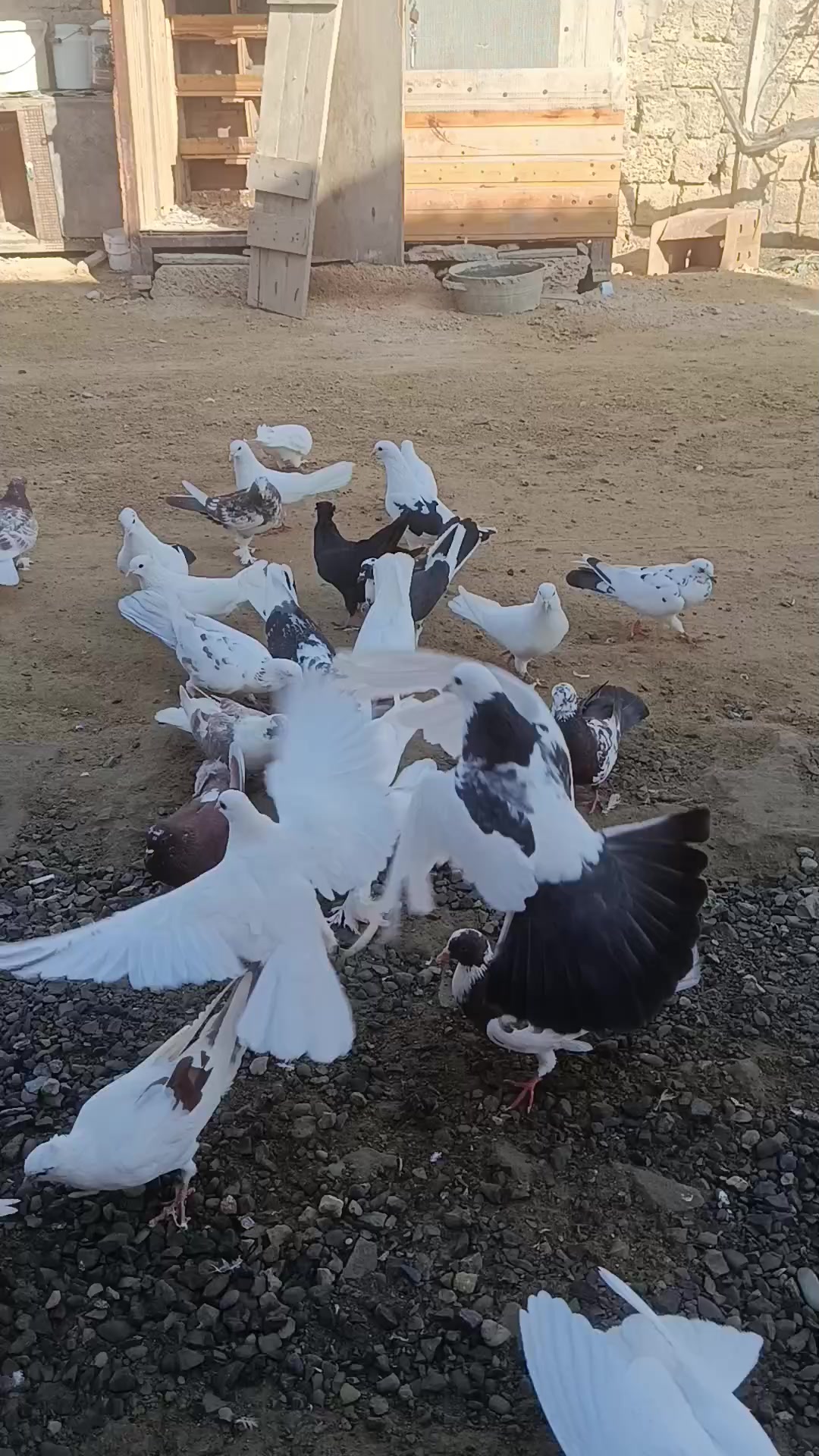 @pirsağı
