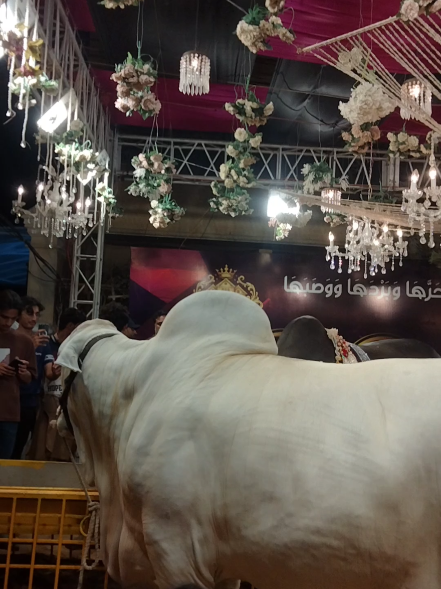 @Sunny Khan {SK}