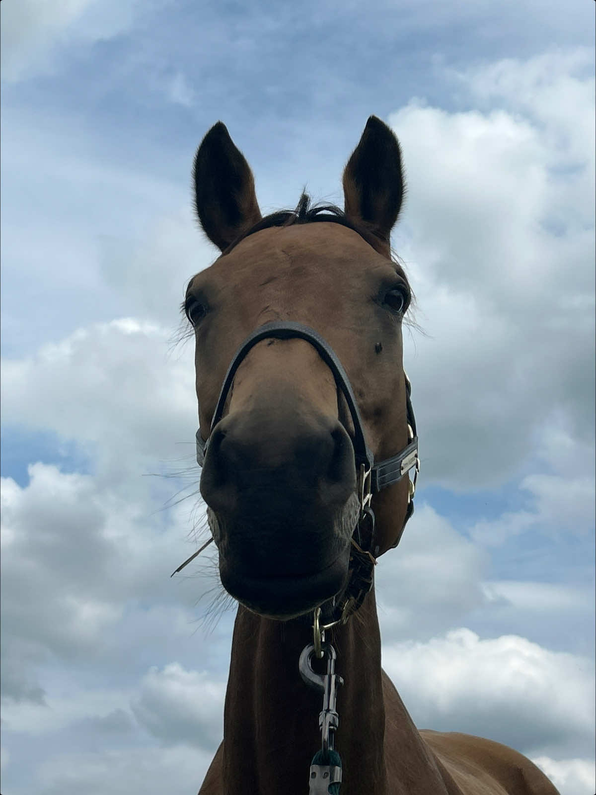@Aftyn 🐎