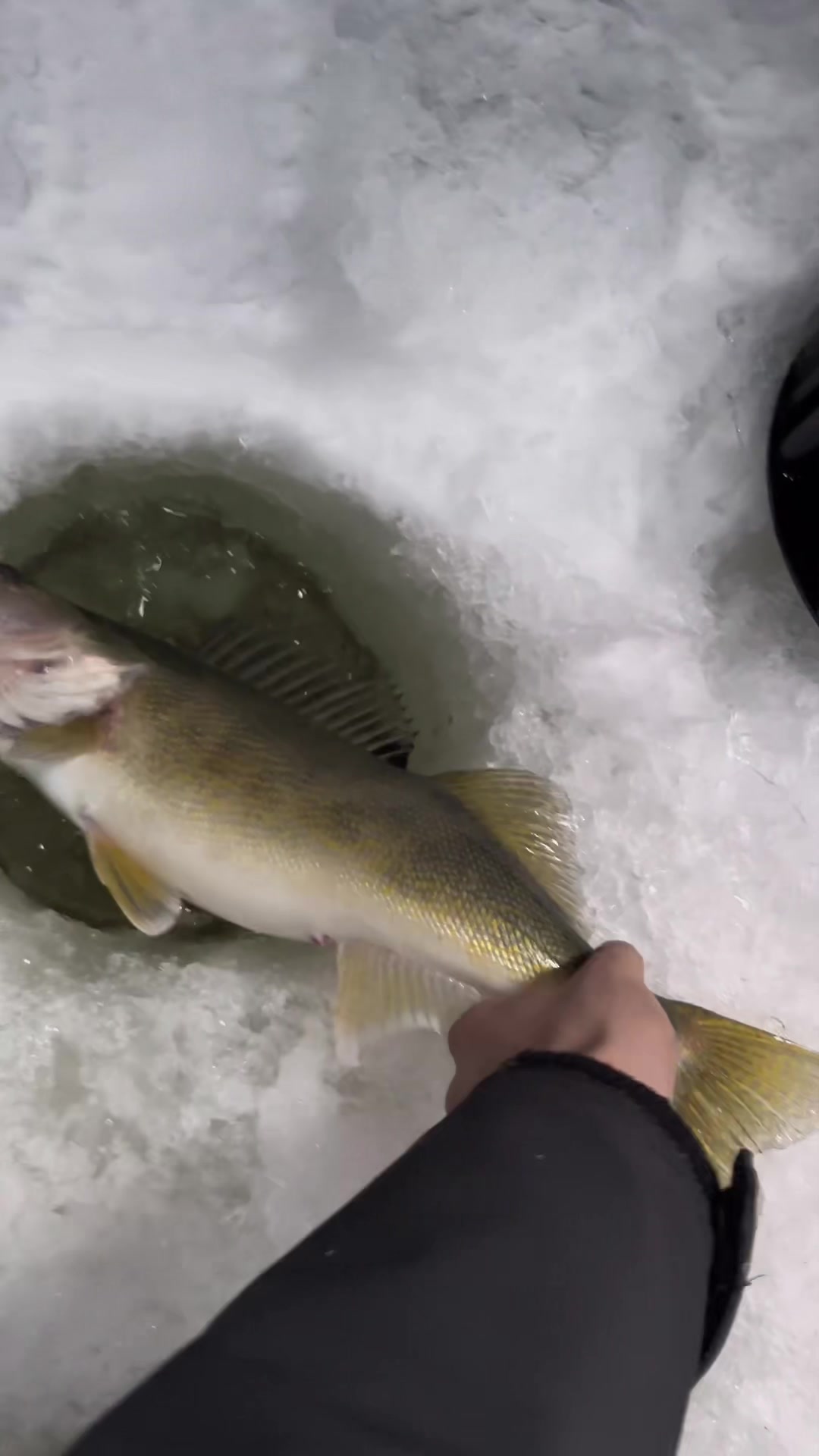 @Walleye Fever