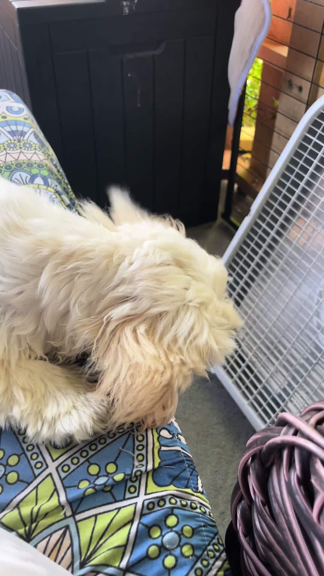@Twilight Shih Tzu