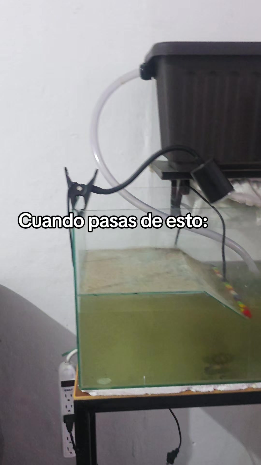 @Acuario Zoo Fish💙