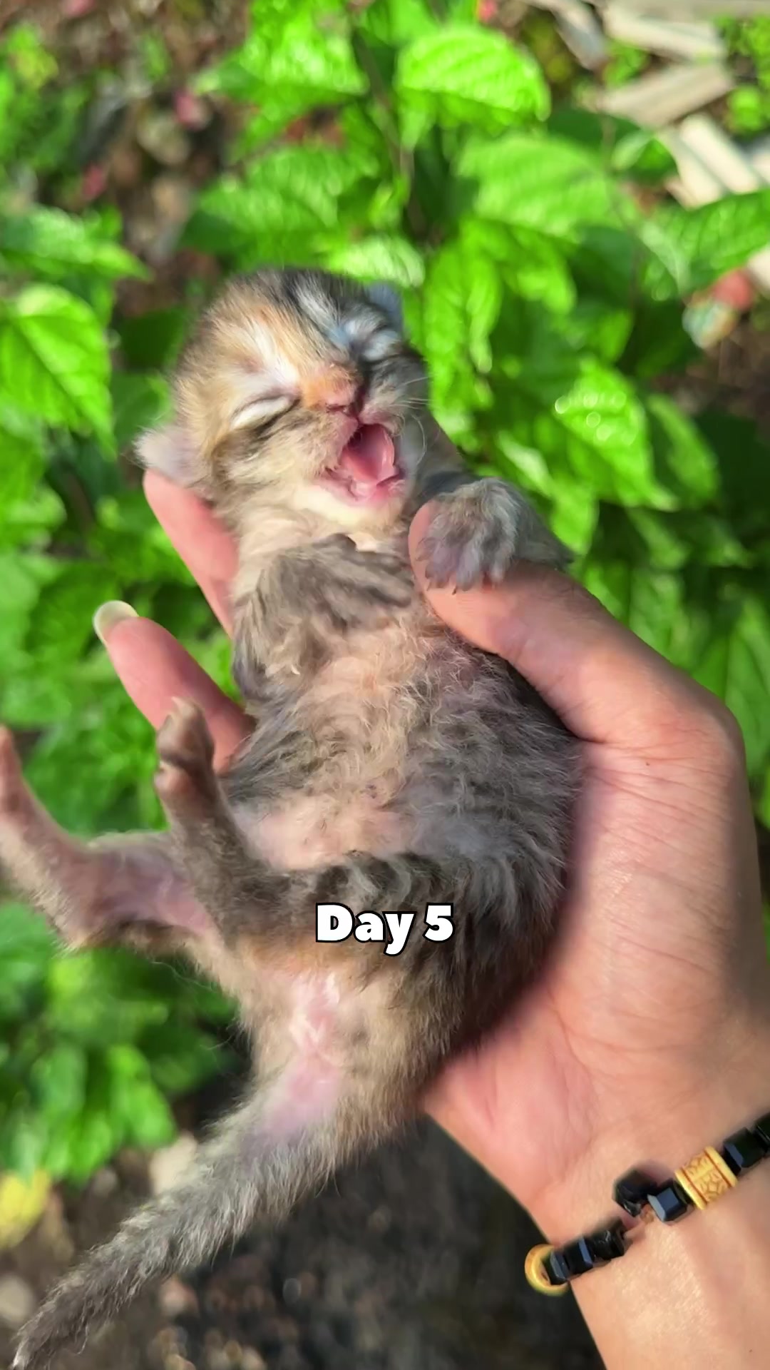 @Republic Of Cat