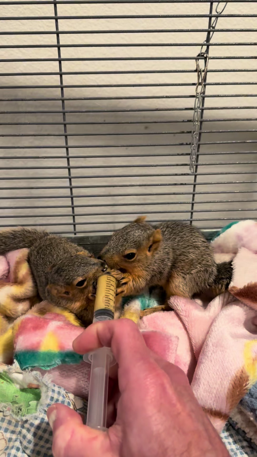@Squirrel Guy