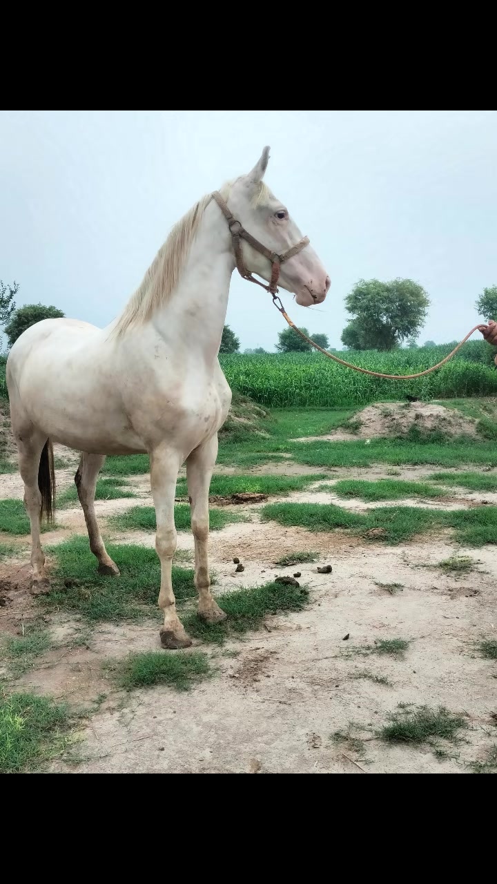 @Ghazanfar khan Baloch
