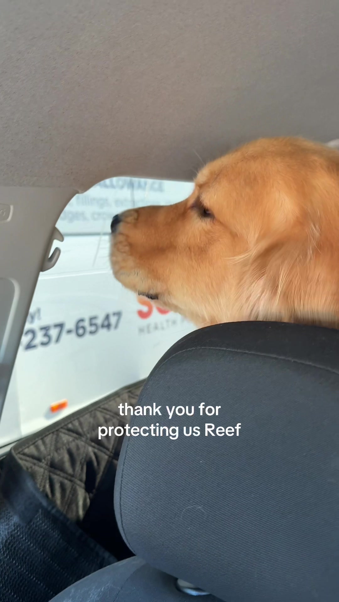@reef the golden
