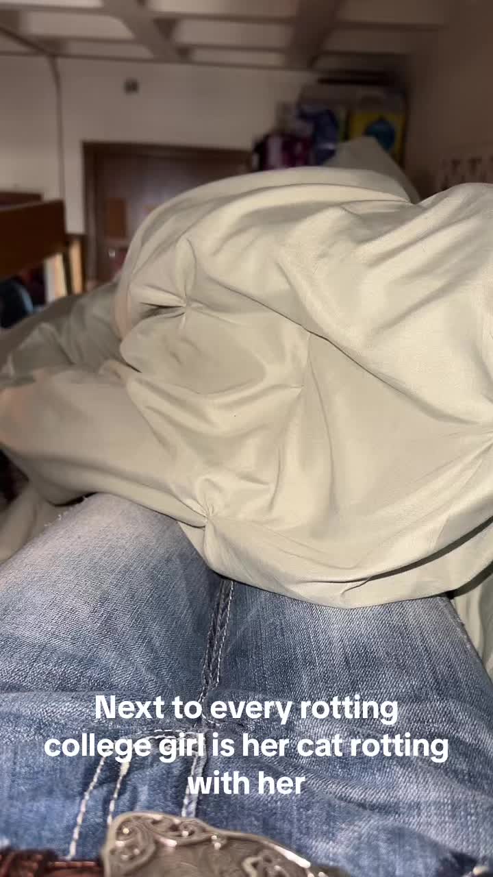 @willowthecollegecat