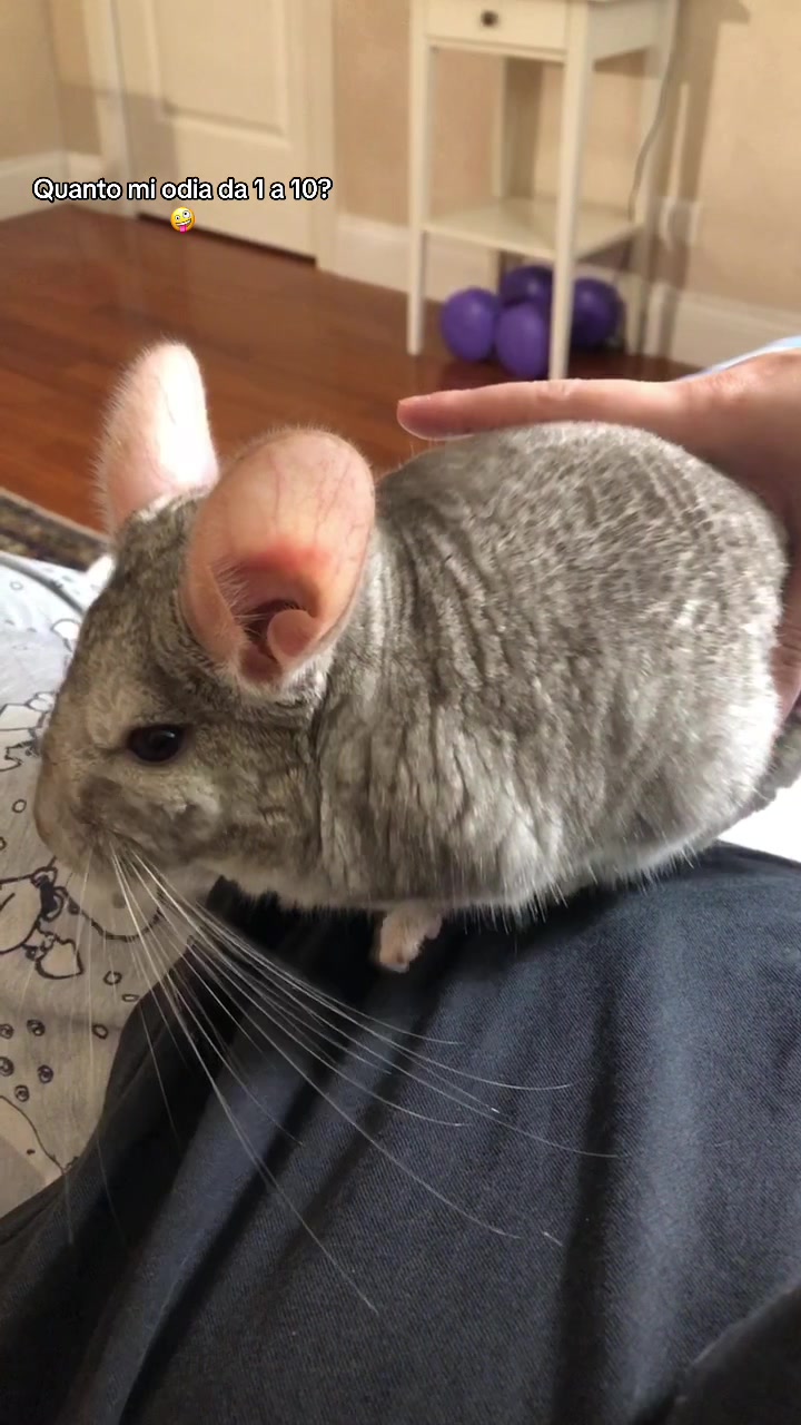 @AlbiTheCinci🐭