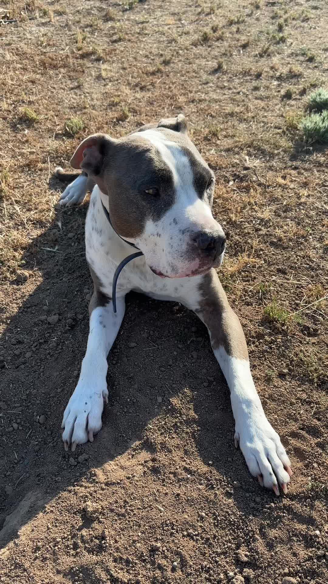 @caponethepitty