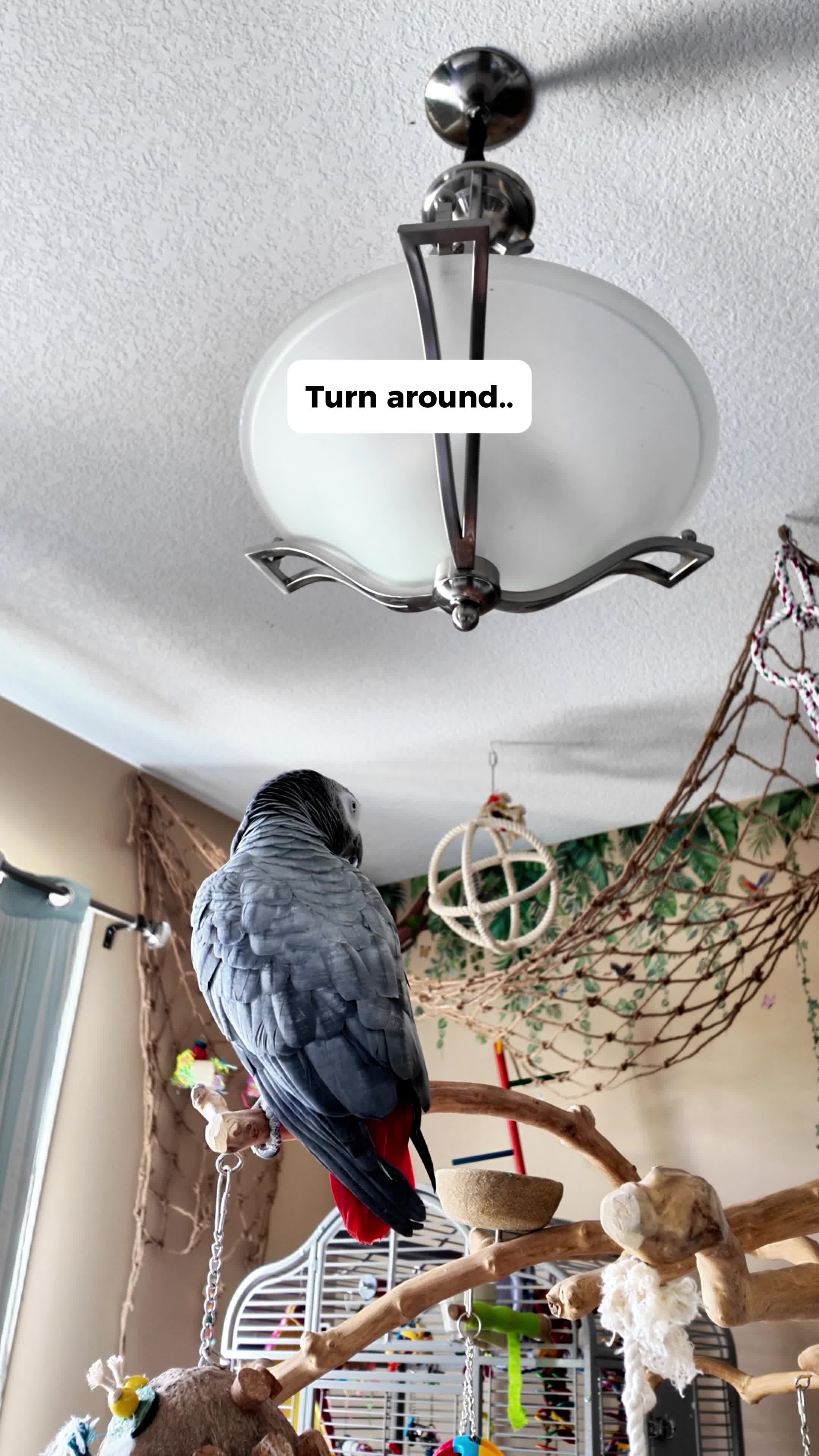 @Gizmo The Grey Bird