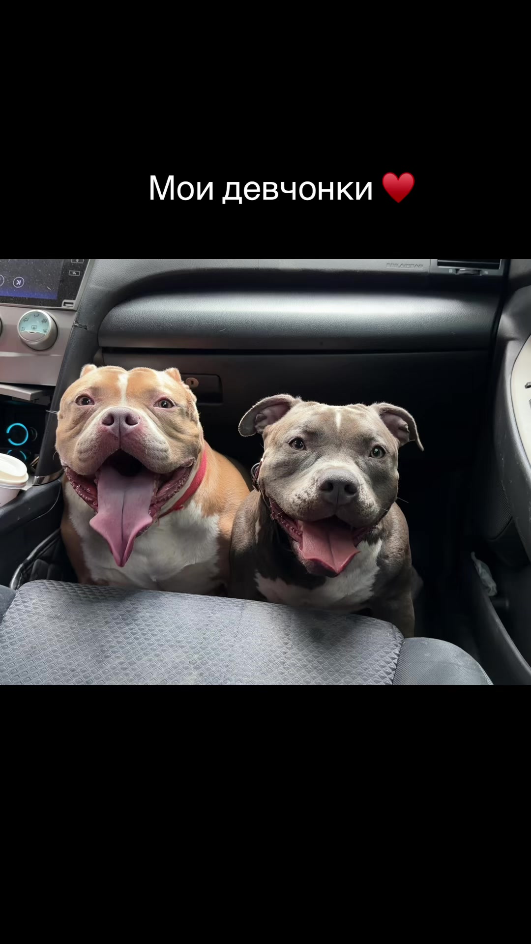 @Odessa Bully kennel