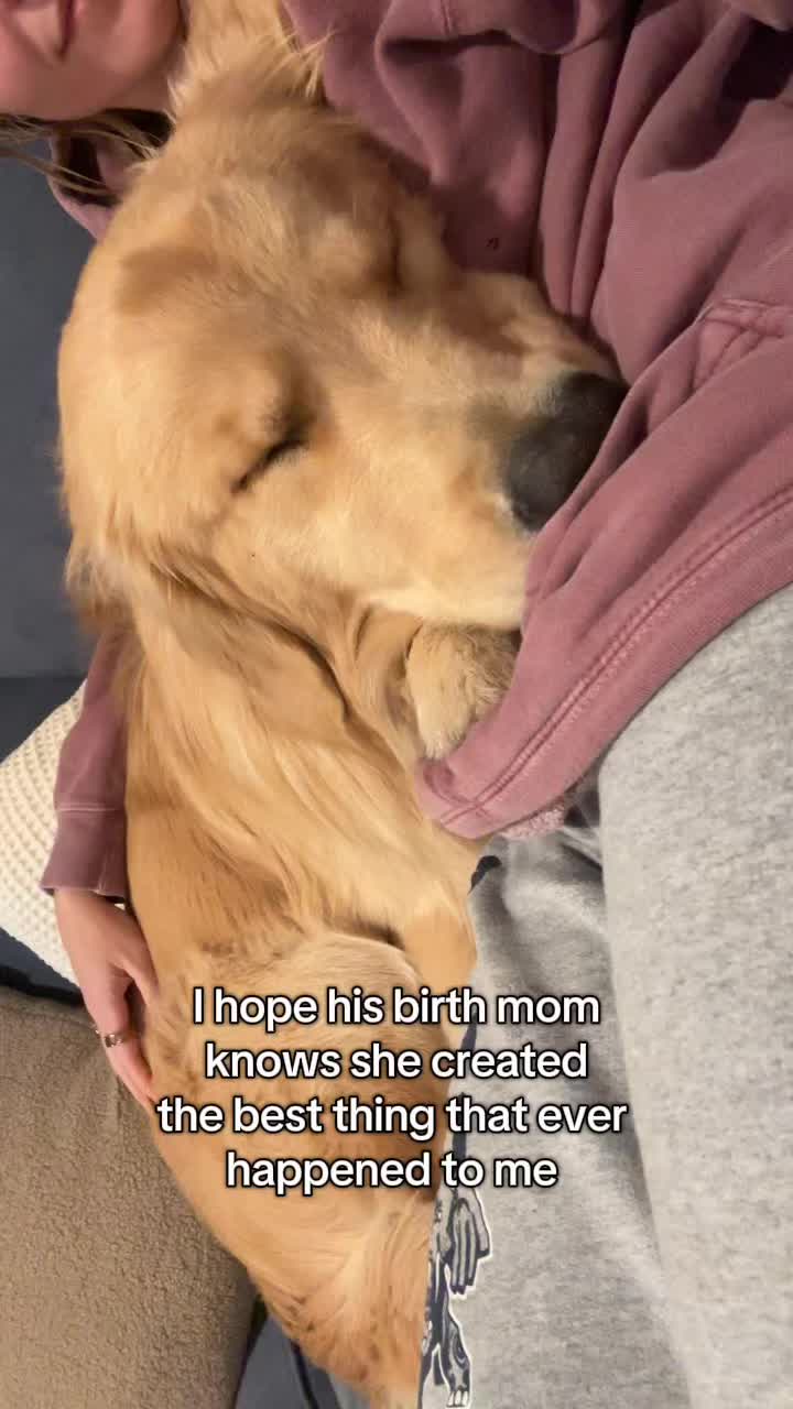 @rigatoni_thegolden