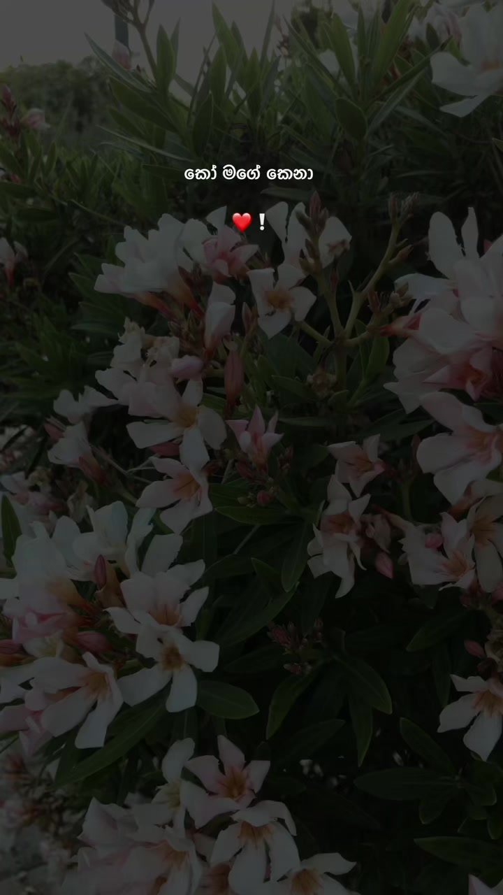 @𝙎𝙝𝙚𝙣 ❕