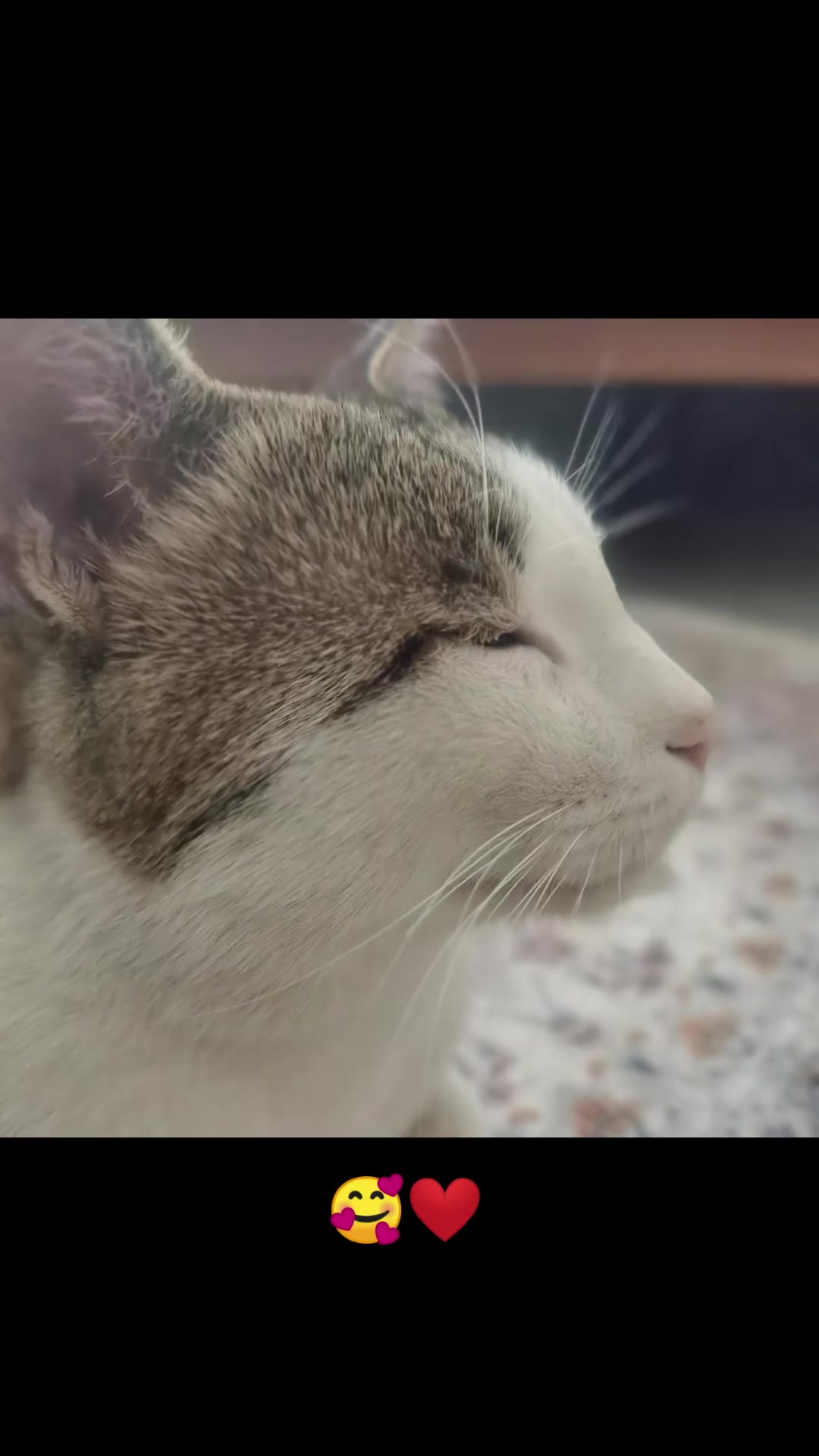 @Catslover