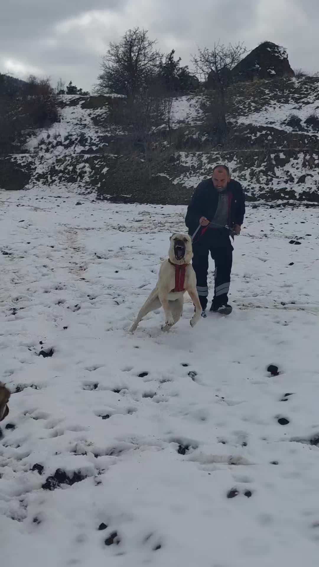 @PALA 25🐺