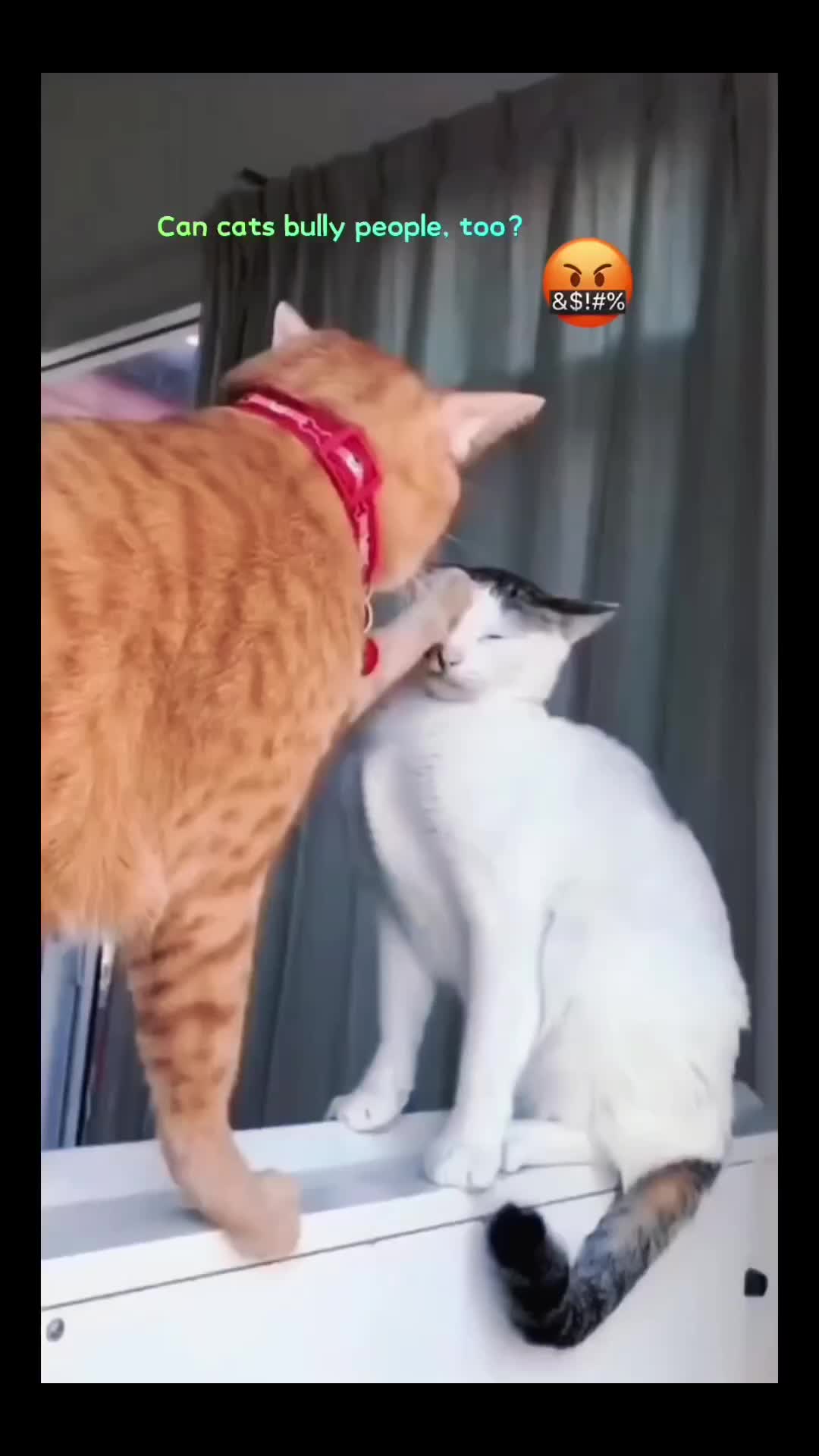 @Animal Home