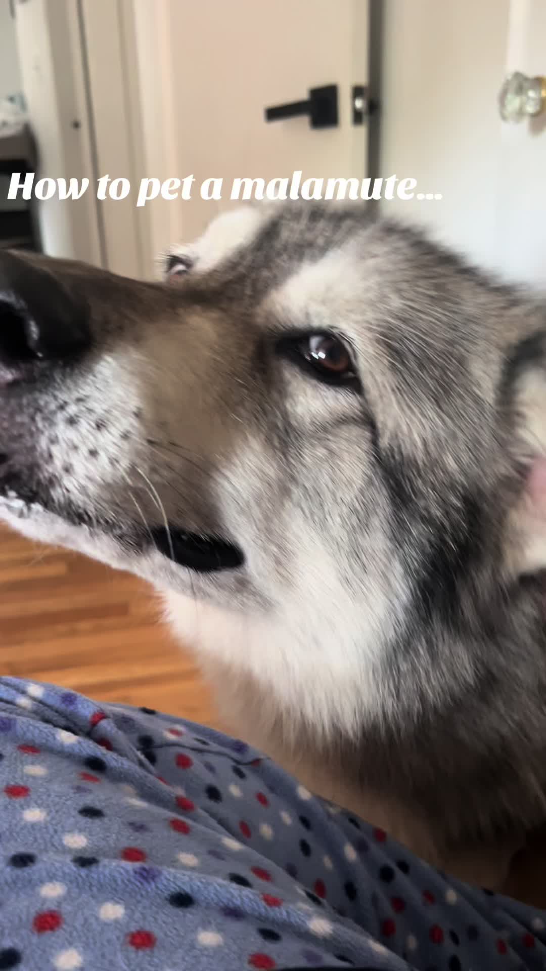 @wolfieworkingdogs