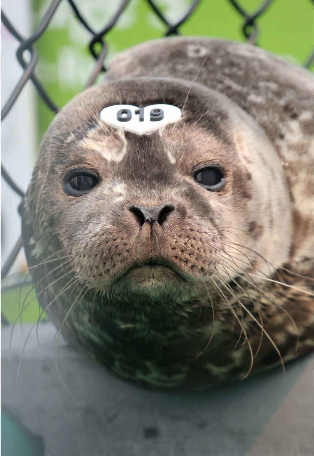 @Marine Mammal Rescue Society