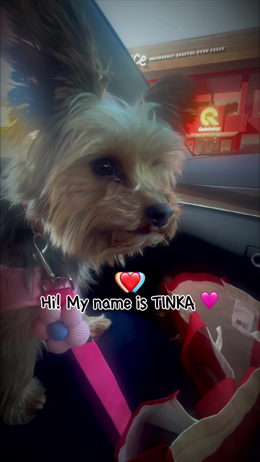 @Tinka the Yorkie