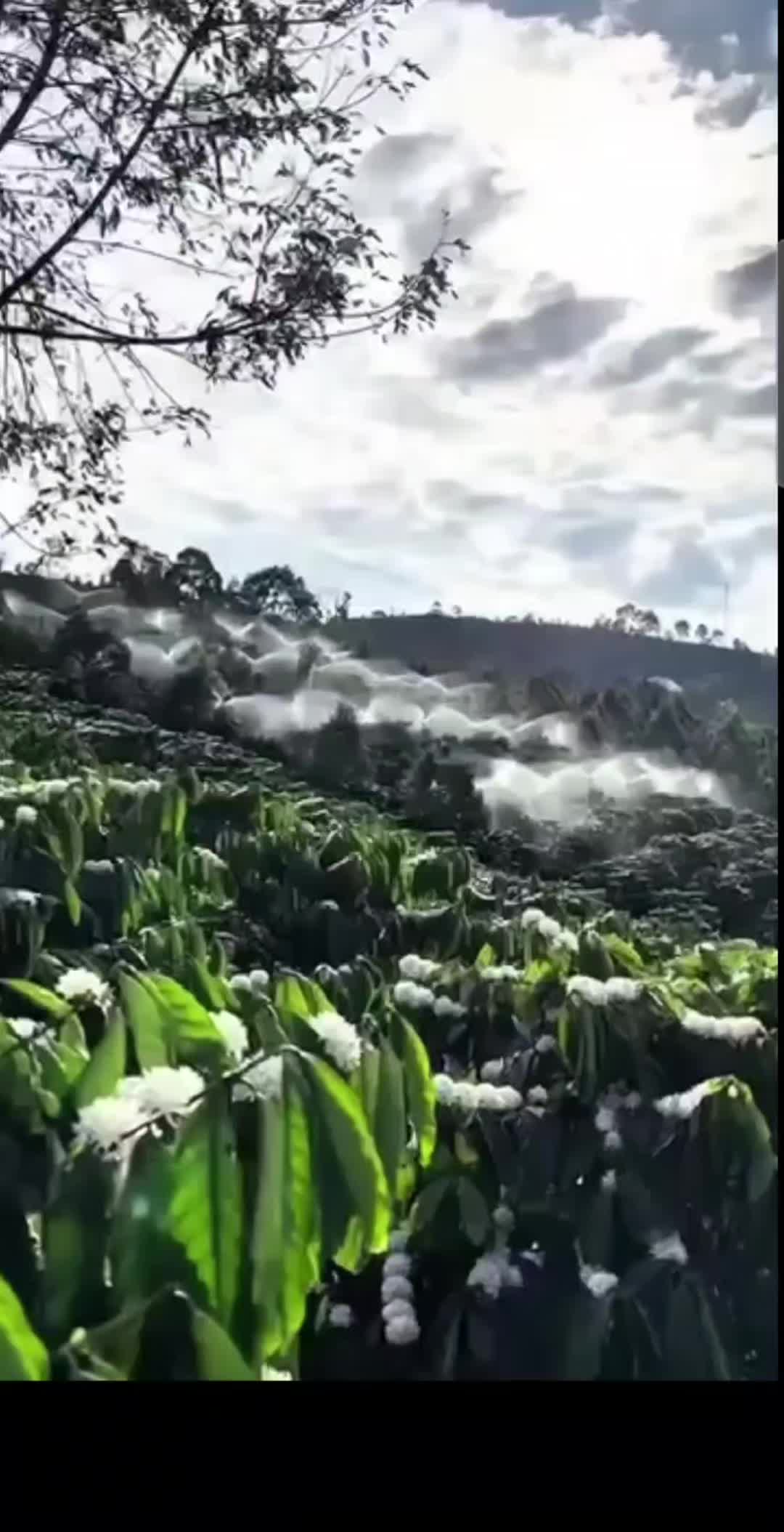 @la fregona🦅