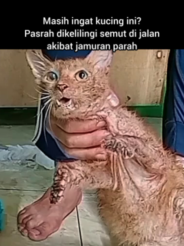 @Kucing Rumah Ronal