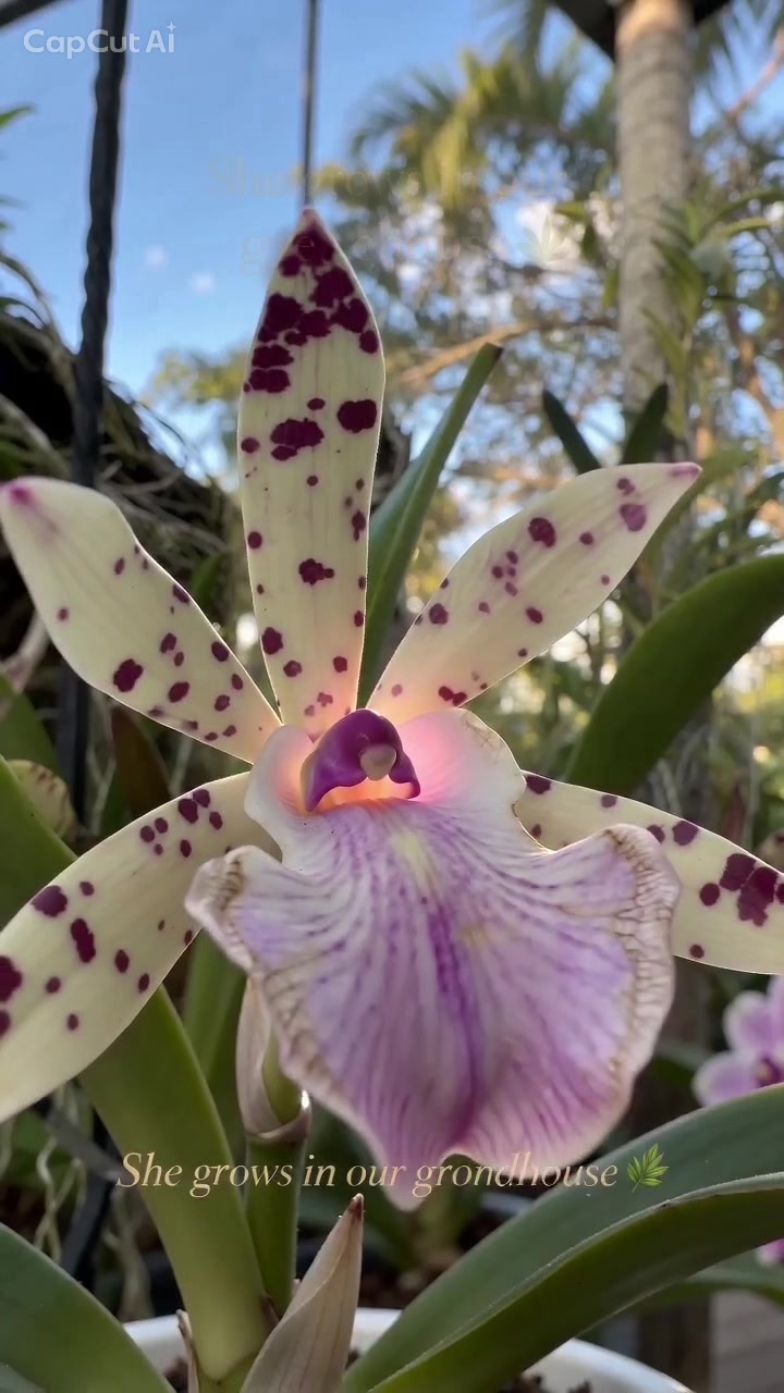 @Orchidique