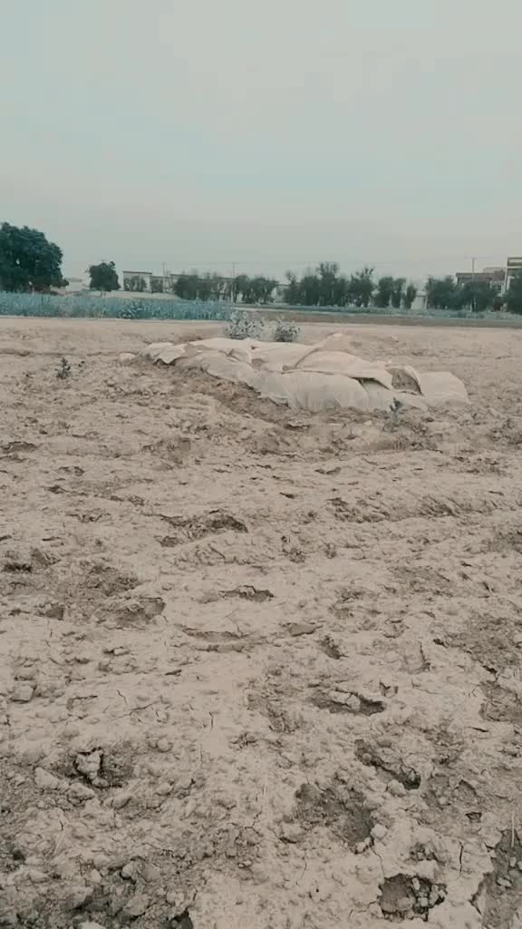 @Bilal shahiwal walia1