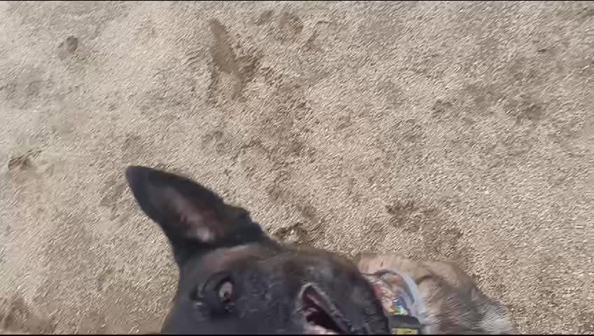 @Rock a Dog