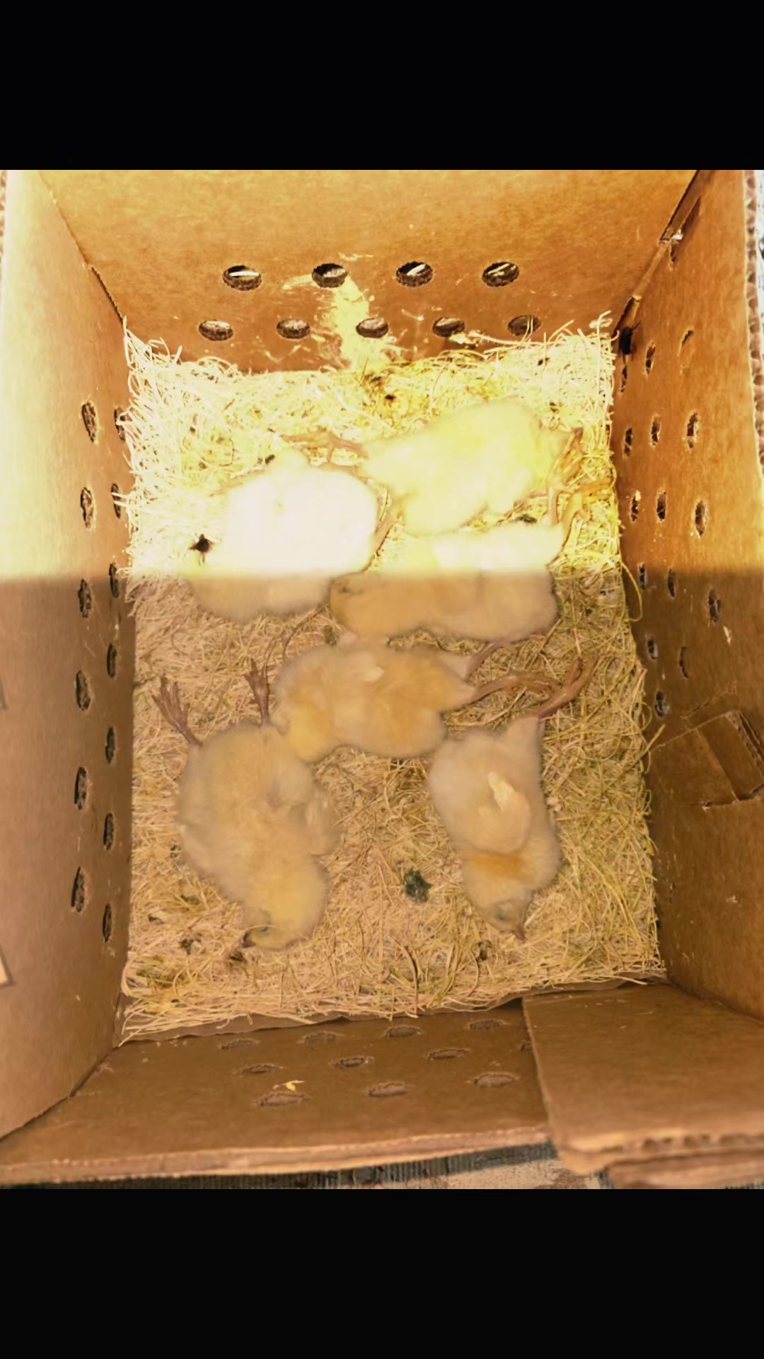 @2nd_Amend_Pasture_Raised_Eggs