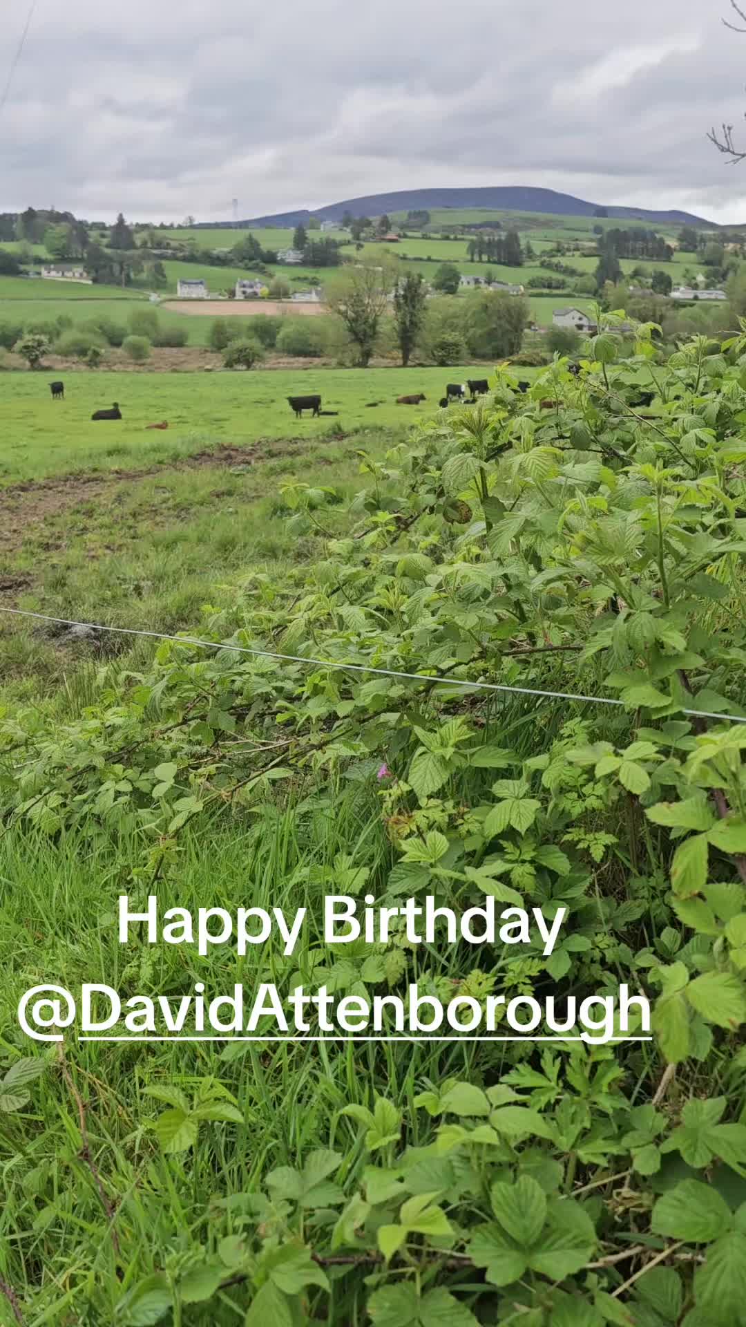 @finnowfarm