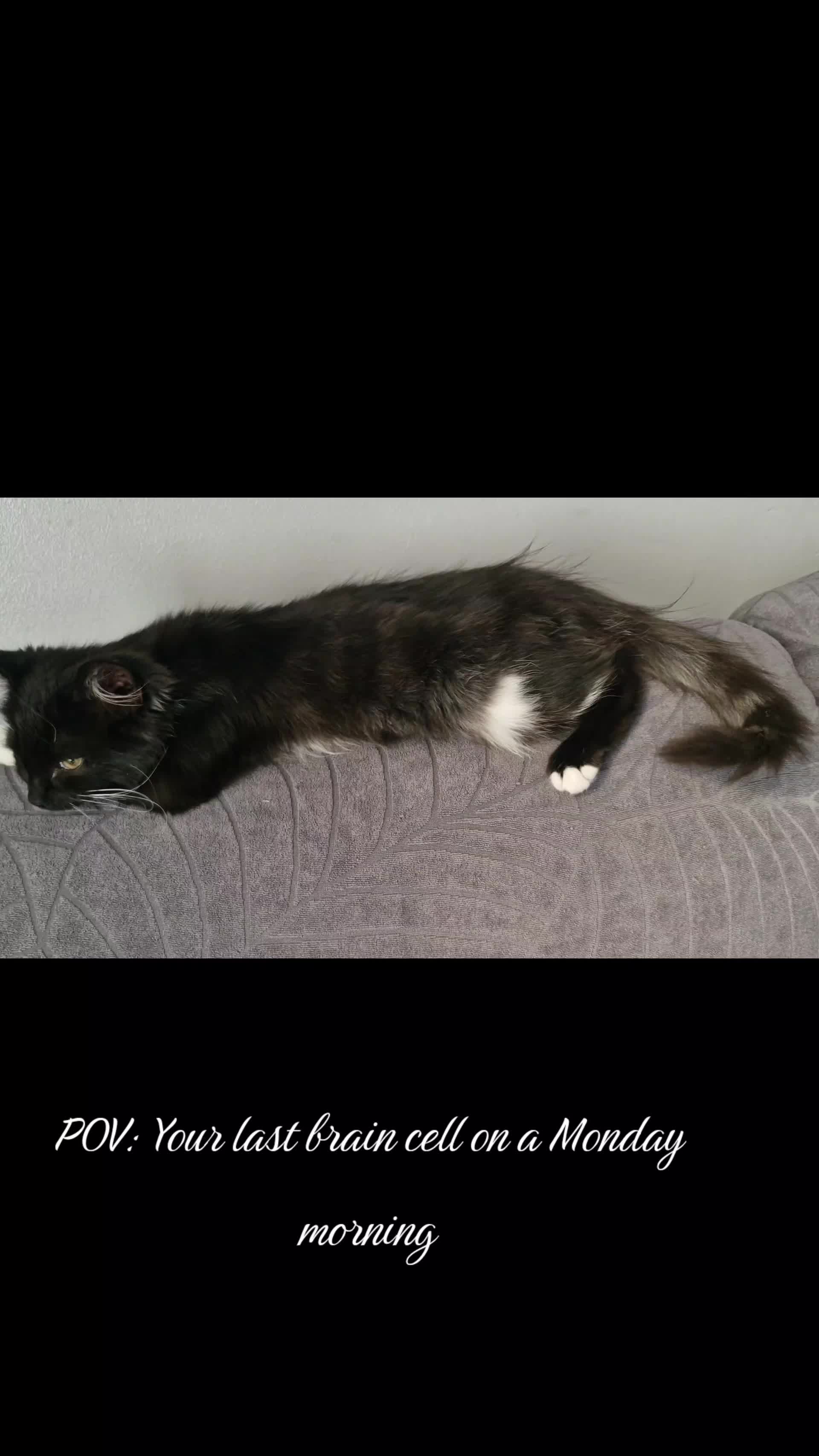 @sk cat mummy