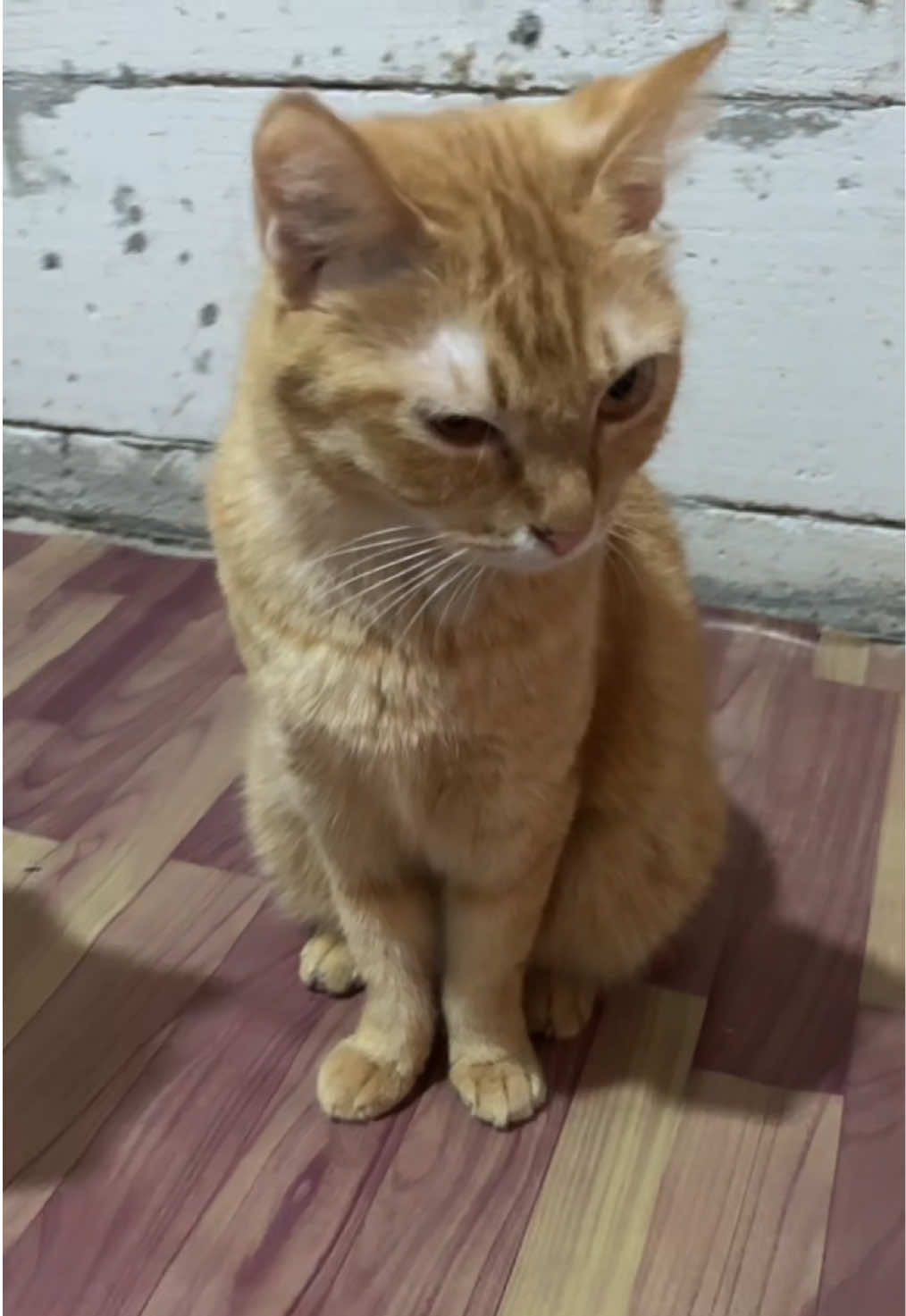 @BUMI ANABUL😺