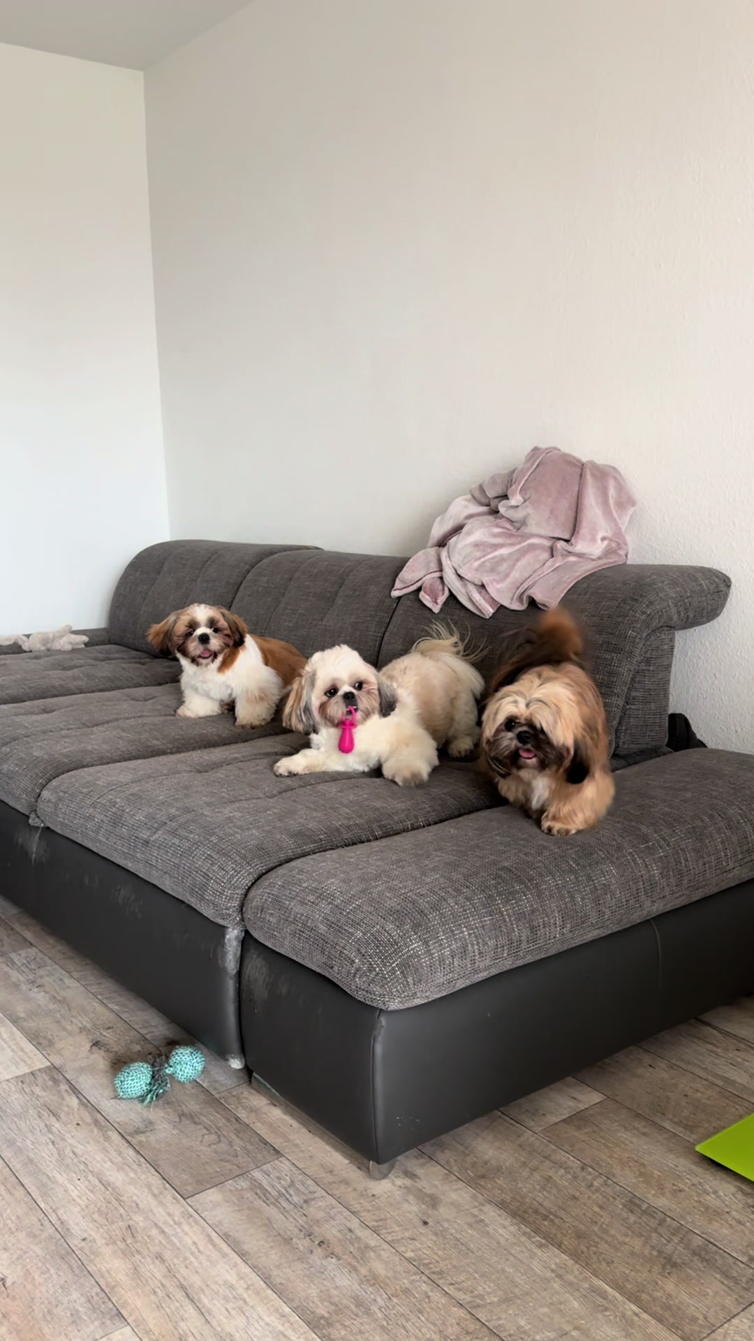 @Oscar😎  Lyalya 🥰 Hugo😜