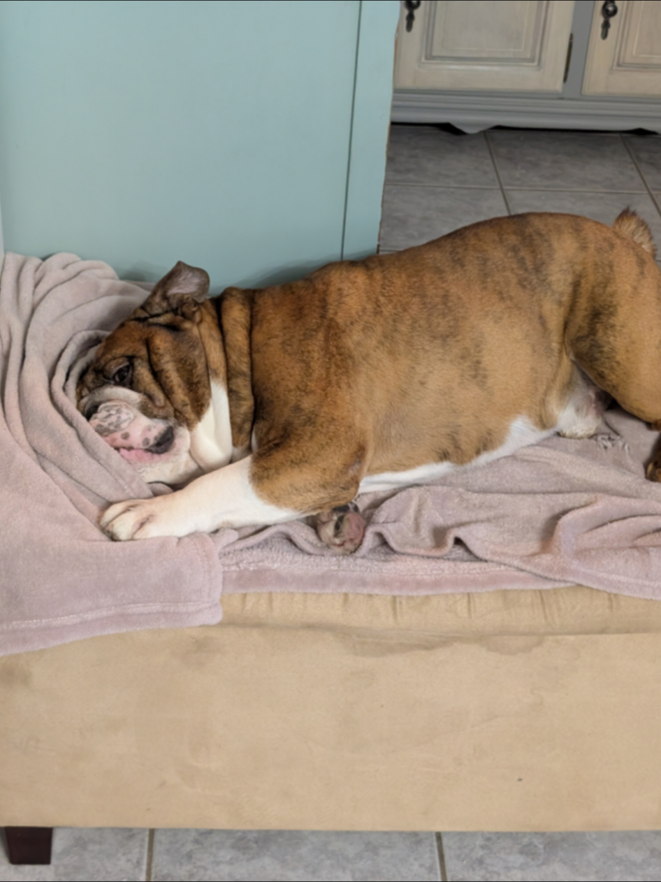 @Vinny The Bulldog