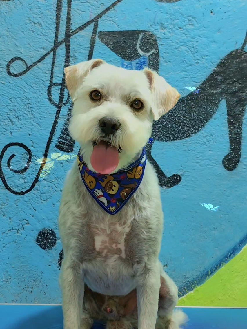 @💈🐾DOG GROOMER🐾💈