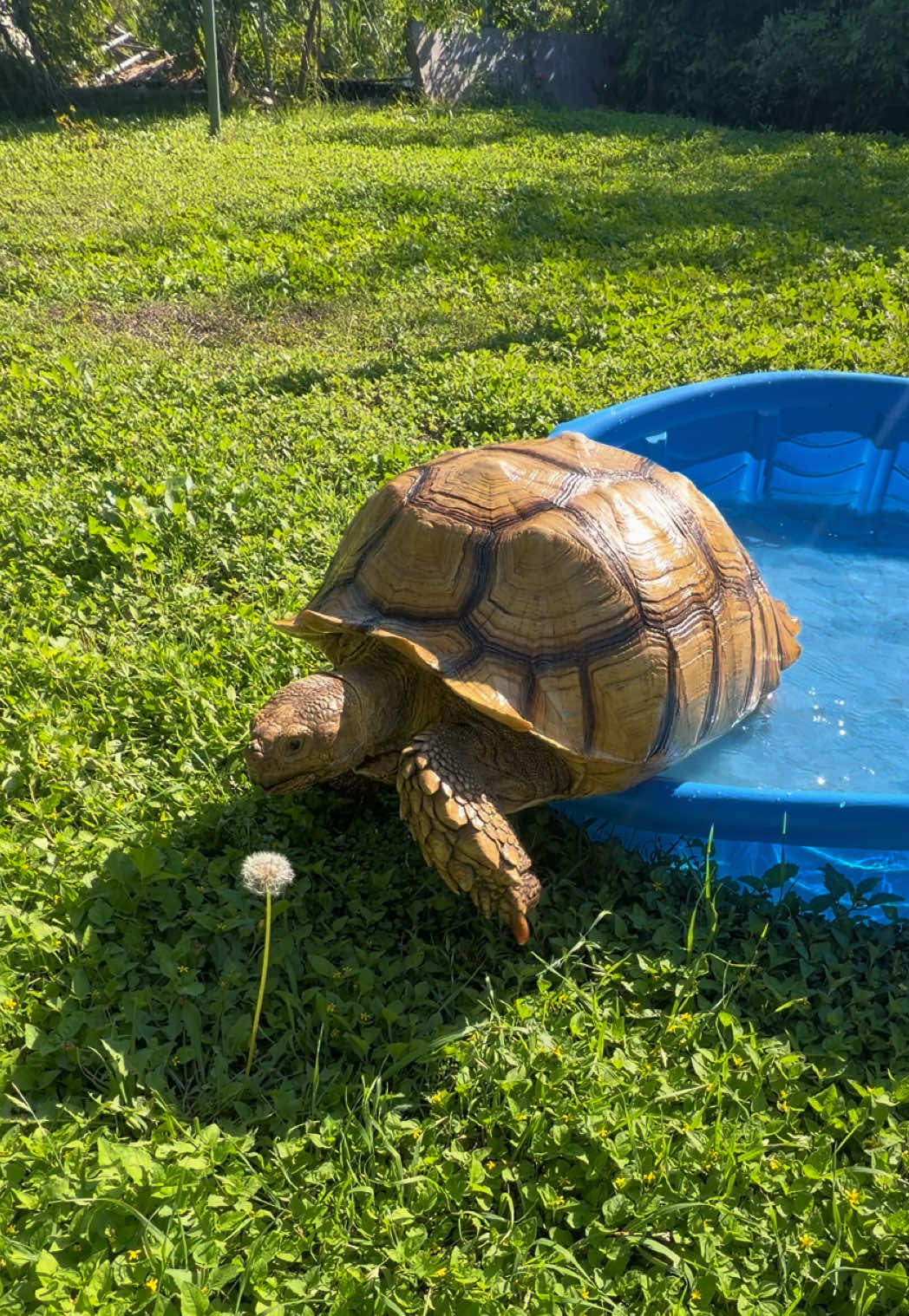 @OtisTheTortoise