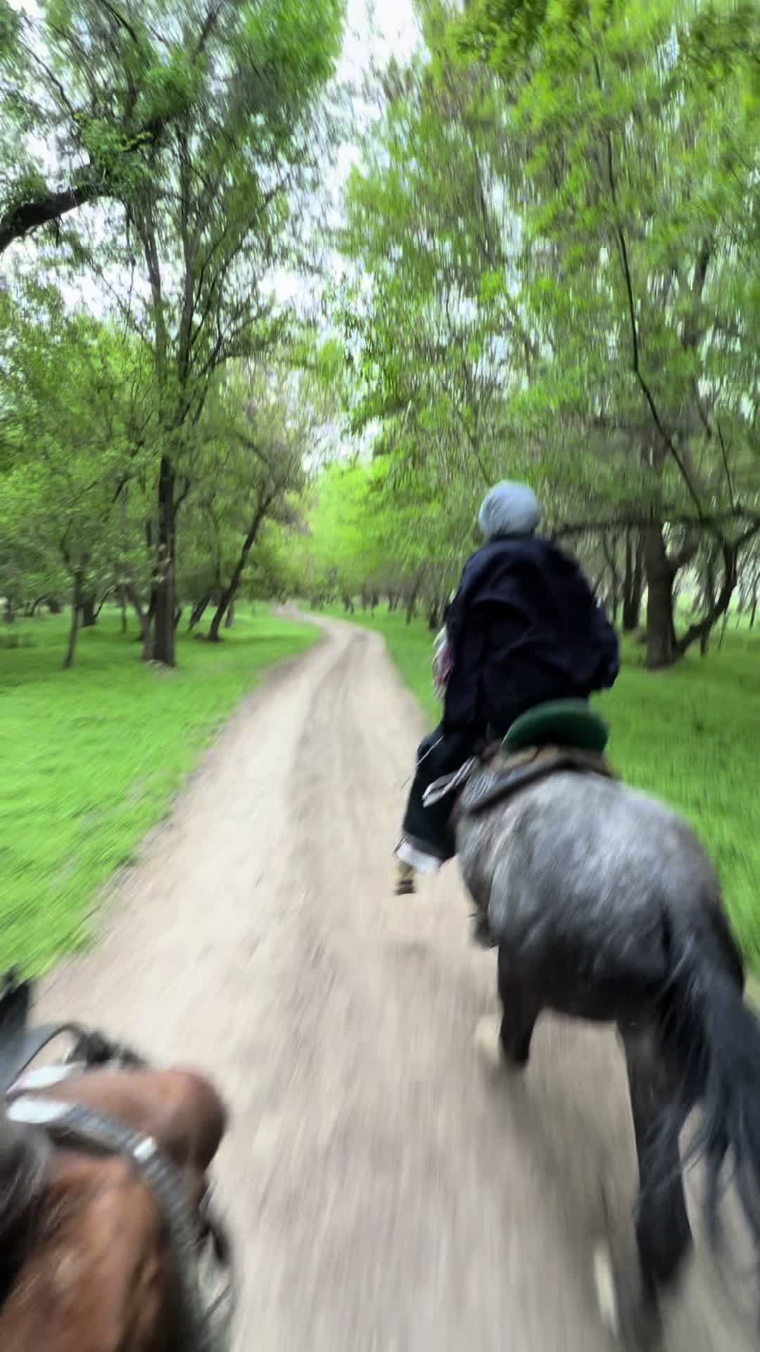 @Horses TikTok
