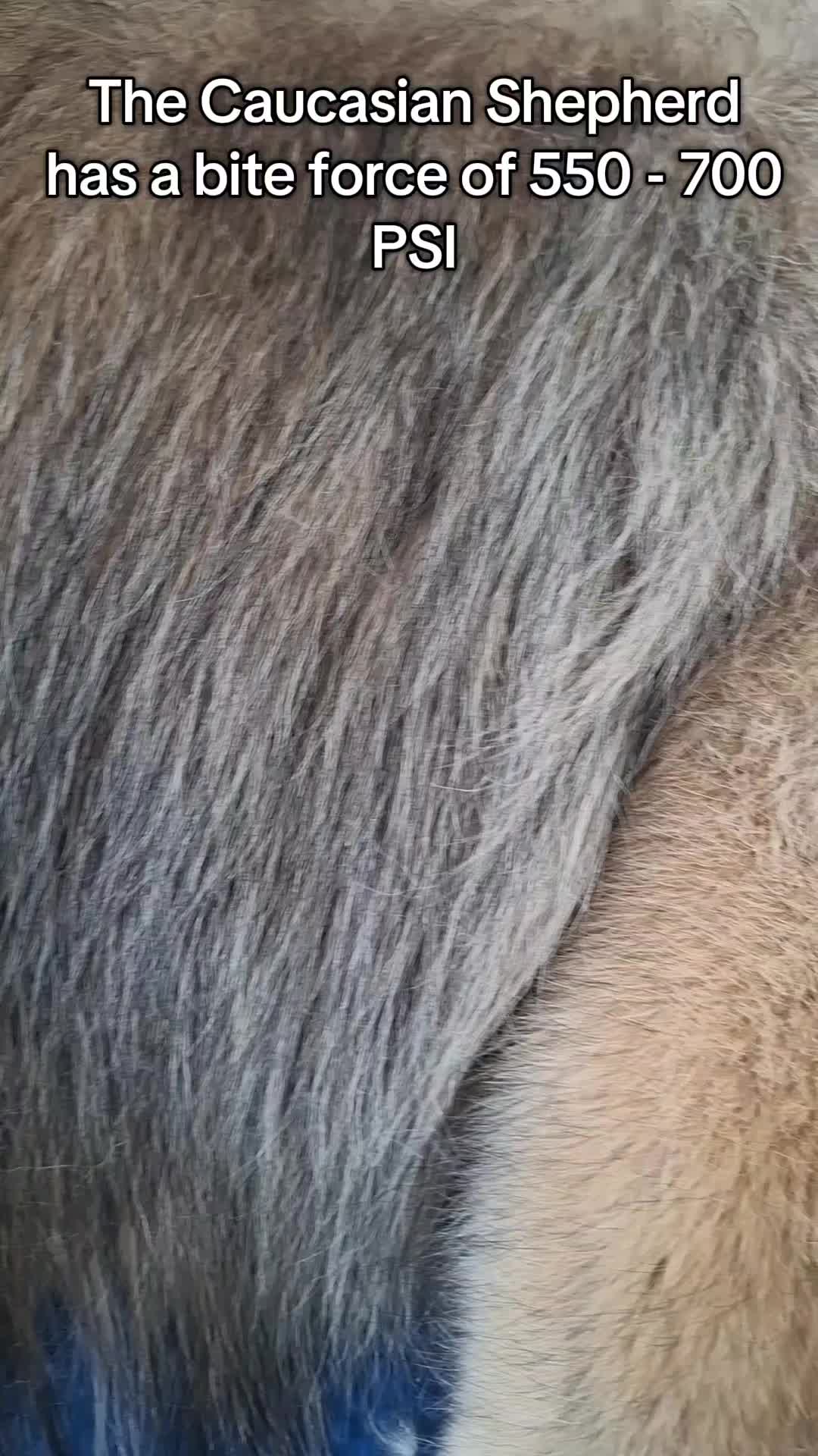 @dogs_and_stuff_8