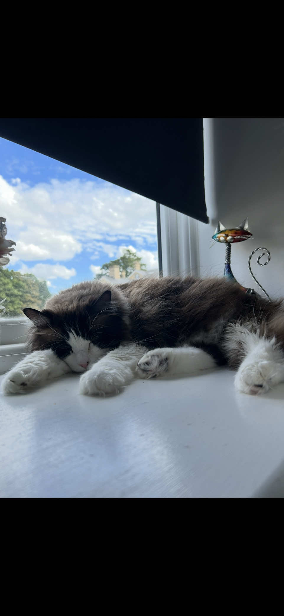 @Ted the ragdoll cat 🐾