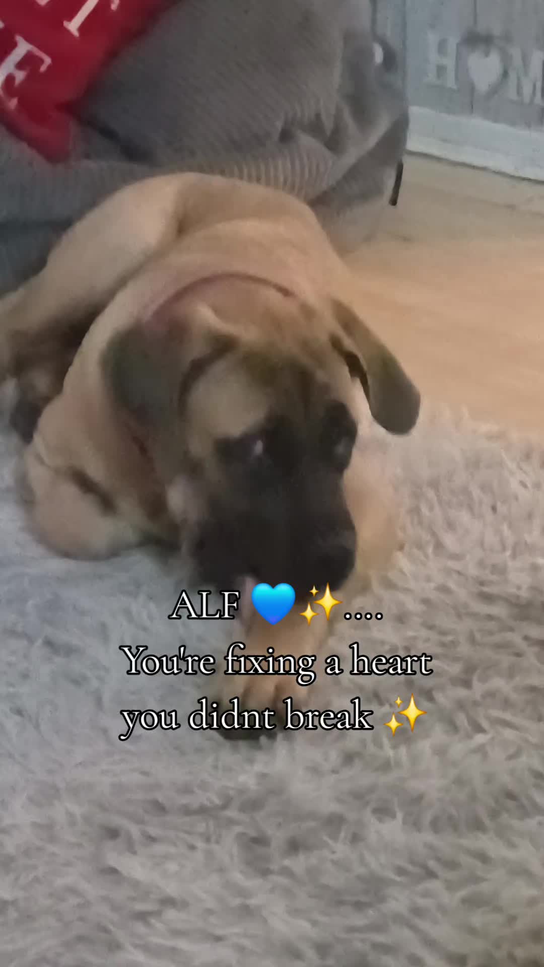 @🇬🇧❤️MastiffMum🐕💙🇬🇧