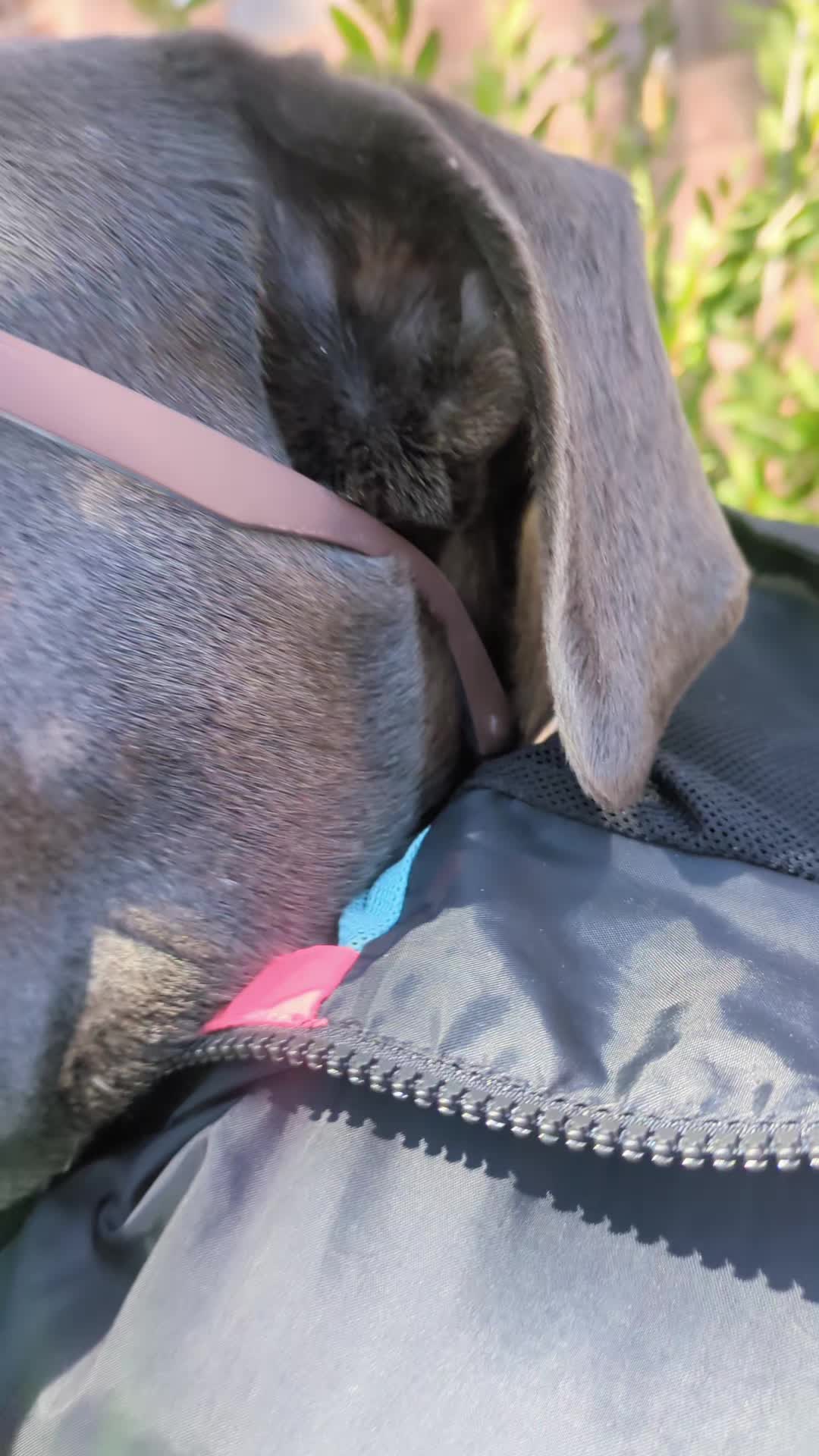 @mist_the_canecorso