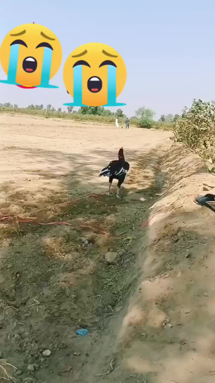 @lovely rajpoot😎