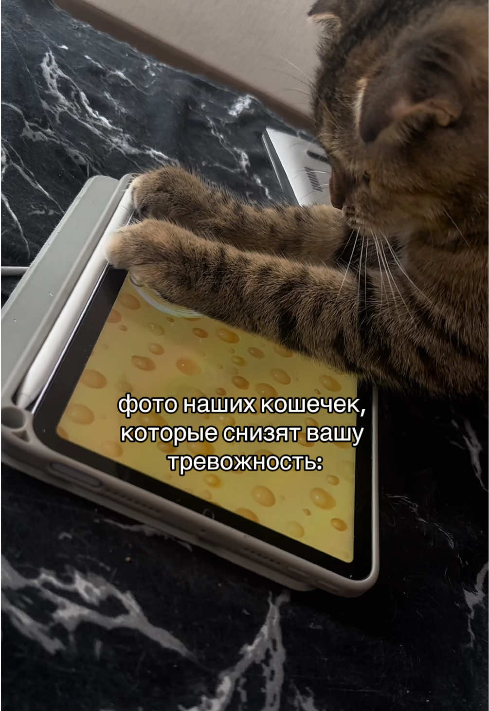 @kotik_unaa