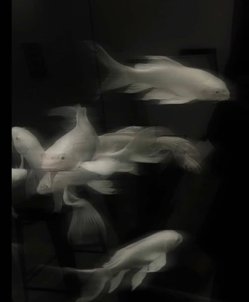 @axciel⁷