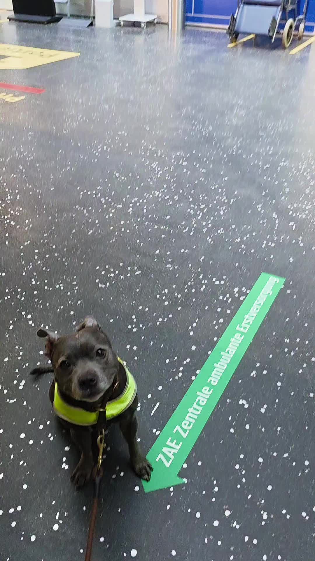 @Zara Alukanija Kiyomi 🐕🐾