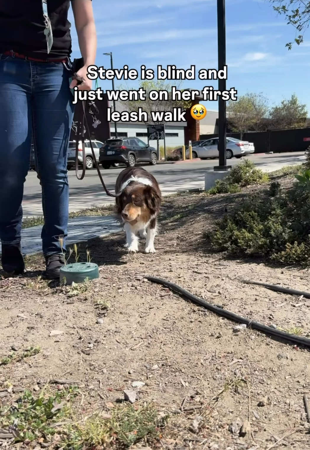 @San Diego Humane Society