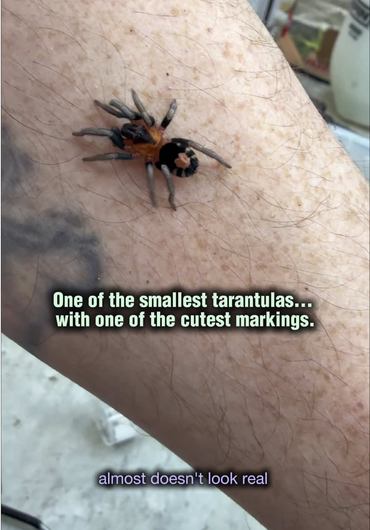 @Spider Conservatory